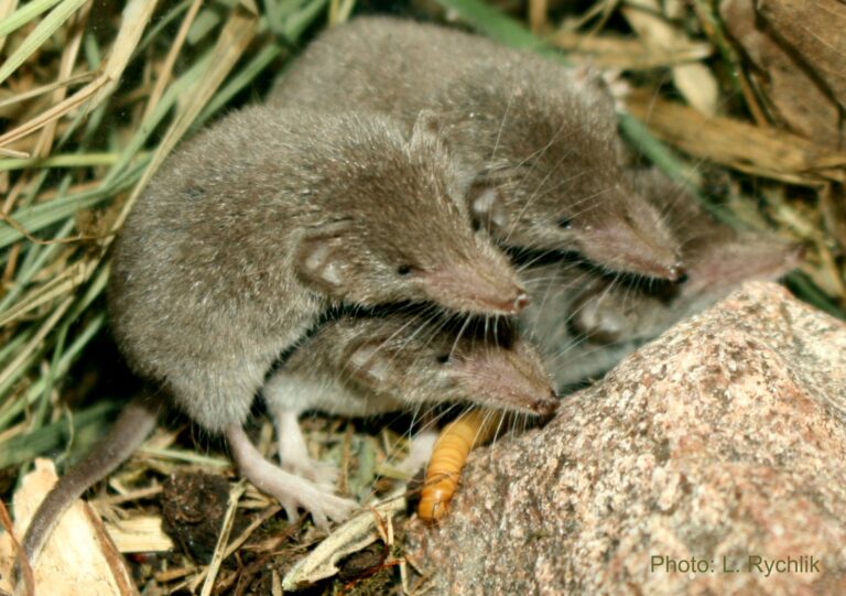 Cztery zębiełki Crocidura russula są w skupieniu, w naturalnym środowisku.