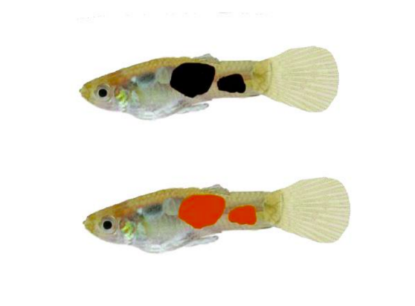 Dwie ryby gupiki z oznaczeniem czarnym i czerwonym.