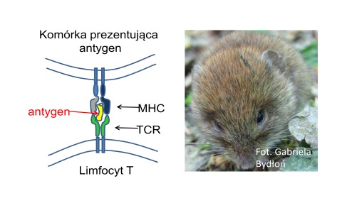 Nornica i komórka prezentująca antygen.