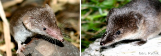 Portrety ryjówek Crocidura vs Sorex.