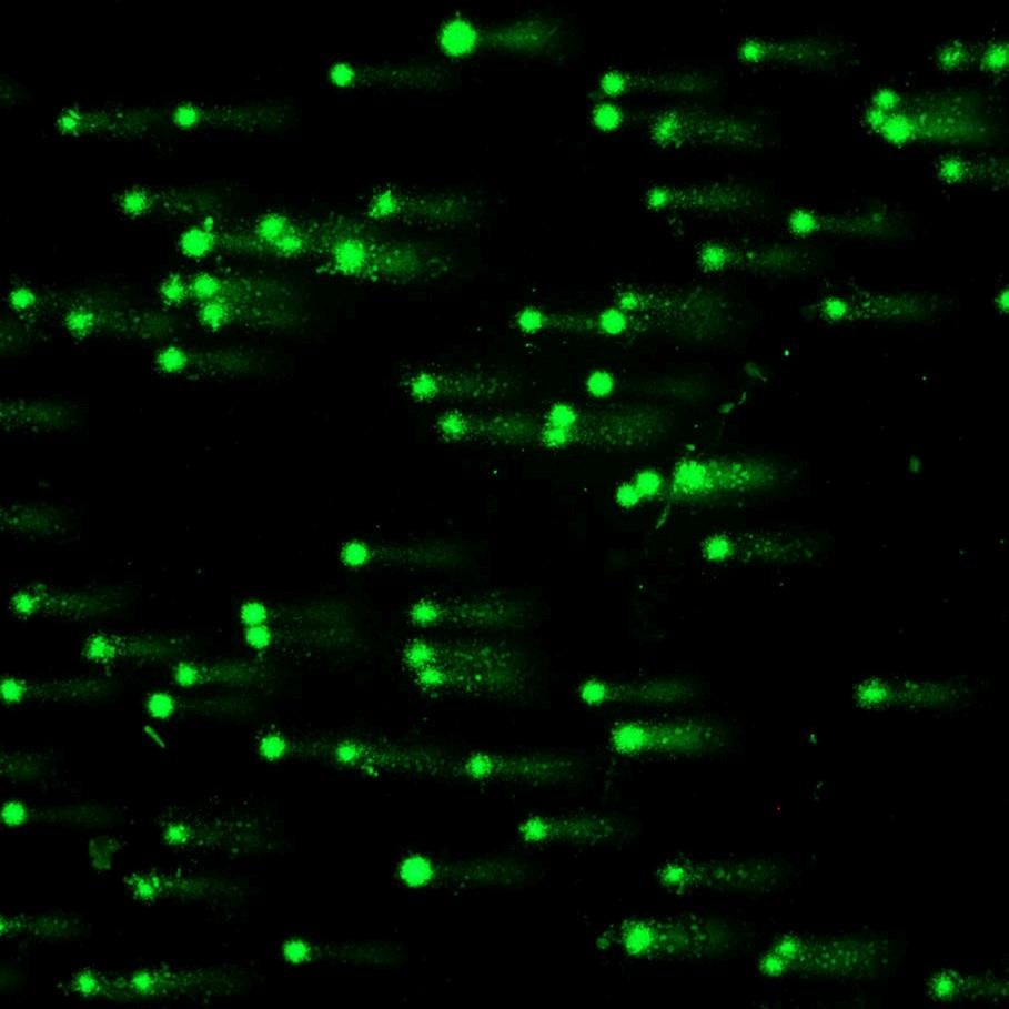 wybarwione fluorescencyjnie komórki