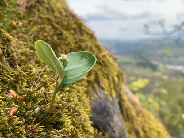 Siewka rośnie na porośniętej mchem skale.