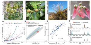 Kwiaty i wykresy dotyczące synchronizacji kwitnienia.