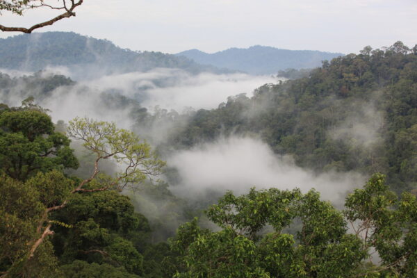 Las deszczowy we mgle widziany z lotu ptaka.