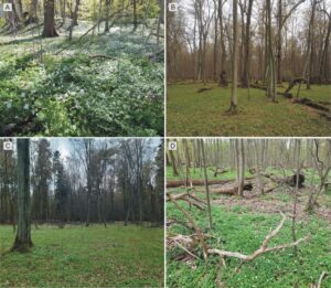 Cztery sceny leśne, różne typy lasów grądowych: A) kwitnące runo. B) Rzadki las z bezlistnymi drzewami. C) Drzewa z zielonym runem. D) Powalone kłody i zielone runo na dnie lasu.