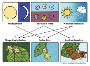 Diagram przedstawiający wpływ czynników jak między innymi pogodana urodzaj nasion.