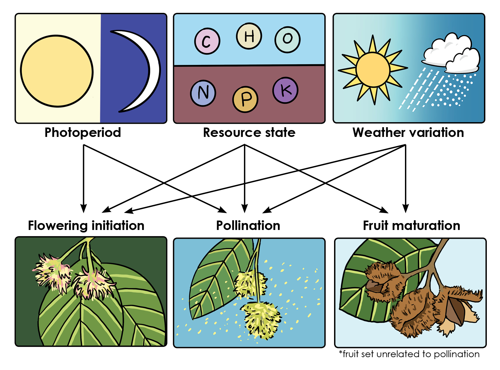 Diagram przedstawiający wpływ czynników jak między innymi pogodana urodzaj nasion.